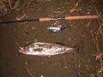 WORLDWIDE SPORTFISHING PHOTOS Japan  Sea Bass This is a picture of a Japanese Sea Bass or Sea Perch. It was caught by me in the Sagami River with a red head floating minnow around a brackish water area. It was about 60cm in length.
Hideki Harada. 
 Bob Fisher's SportfishWorld ©