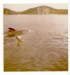 Great White Sharks of Albany Fishing Photos Great White Shark The tail fin of a Great White Shark can be seen near a tethered whale just offshore from the Albany Whaling Station when it was still operational in 1972 - photo by Bob Fisher SportfishWorld. Bob Fisher's SportfishWorld ©