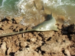 Australia|Western Australia|Pilbara Region|Port Hedland|This huge Sawfish was caught inadvertently while fishing for other species in January 2005 in Port Hedland, Western Australia. The fish was returned to the water unharmed....Copyright SportfishWorld © Bob Fisher