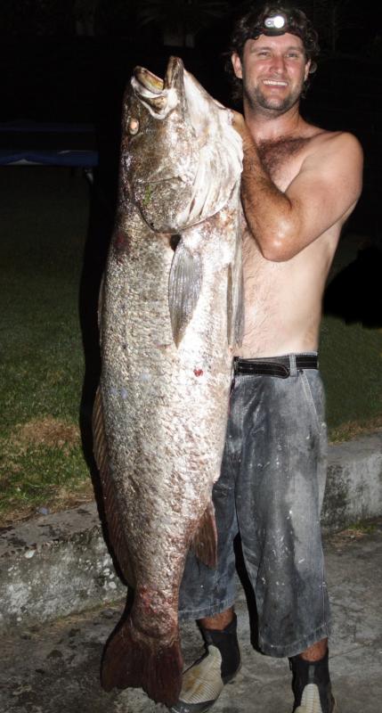 Mulloway - Shane Johnson caught this 32kg 153cm Jewfish (Mulloway) off the Yamba breakwall in Northern New South Wales. I caught it with a soft plastic lure. What a fight, it took me 15 minutes to land it...  -SportfishWorld © Copyright 2003 All rights reserved