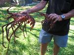 WORLDWIDE SPORTFISHING PHOTOS Australia  Rock Lobster  A large Rock Lobster caught while diving off Perth, Western Australia. Makes the other legal size one seem small.  Bob Fisher's SportfishWorld ©